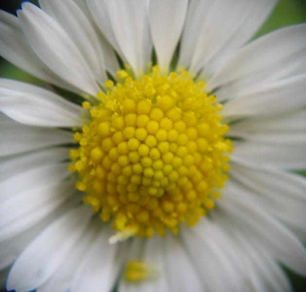 coeur de fleur